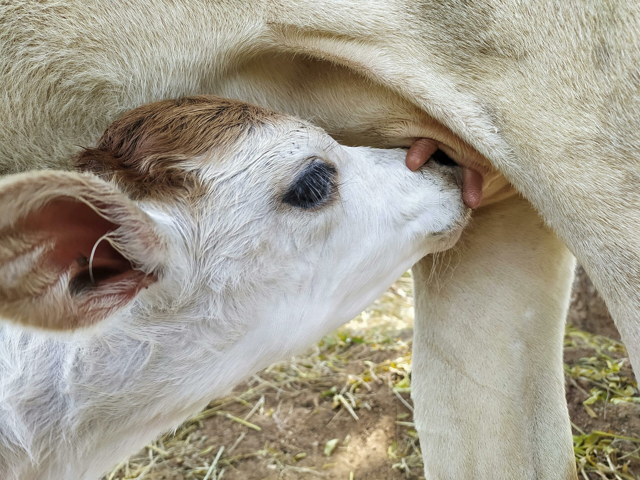 Agriculture Durable